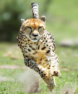 Image of cheetah running and kicking up dust depicting speed of T-Base FASTtrack service.